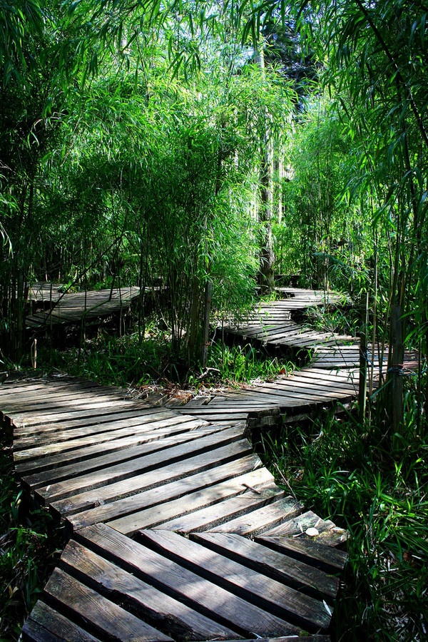 a wooden walkway surrounded by bamboo trees