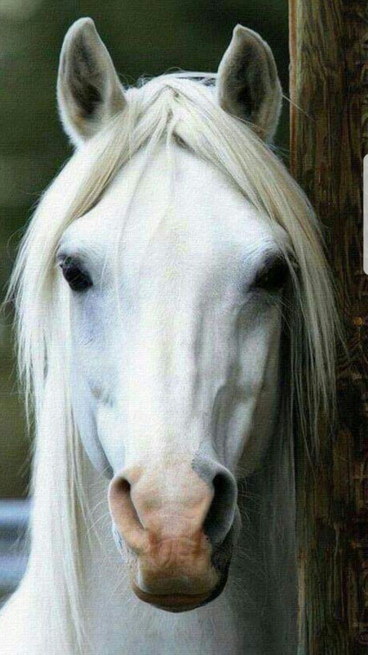 a white horse with blonde hair standing next to a wooden pole and looking at the camera