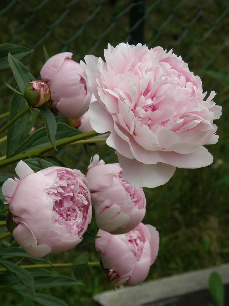 some pink flowers are growing by a fence