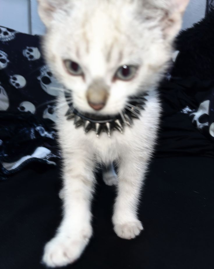 a small white kitten wearing a black collar with skulls on it's sides and eyes