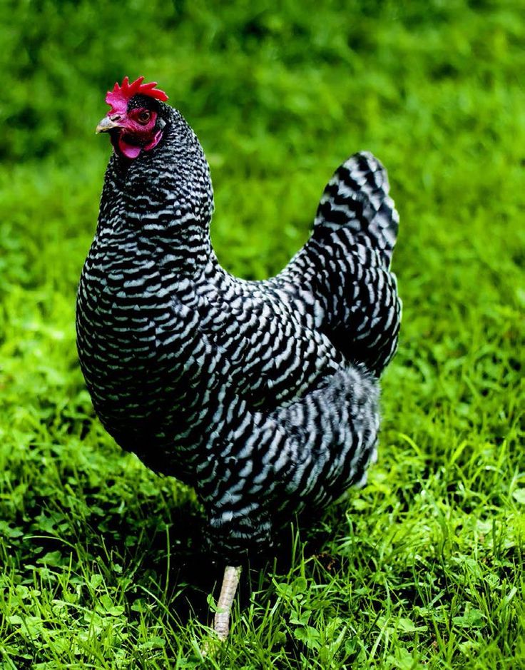 a black and white chicken standing in the grass