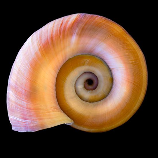 a close up view of a snail's shell against a black background, with the center section visible