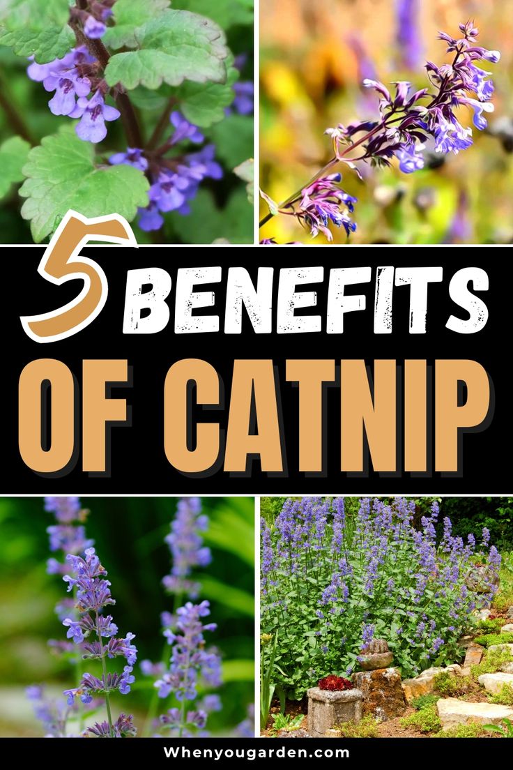 the words 5 benefits of catnip are shown in this collage with images of flowers