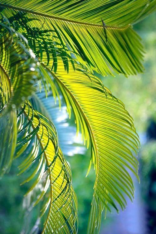 the leaves of a palm tree are green