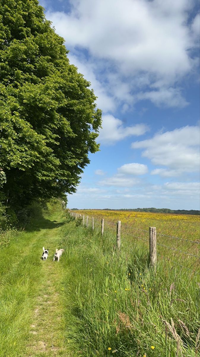 two dogs walking down a path in the middle of a field with tall grass and trees