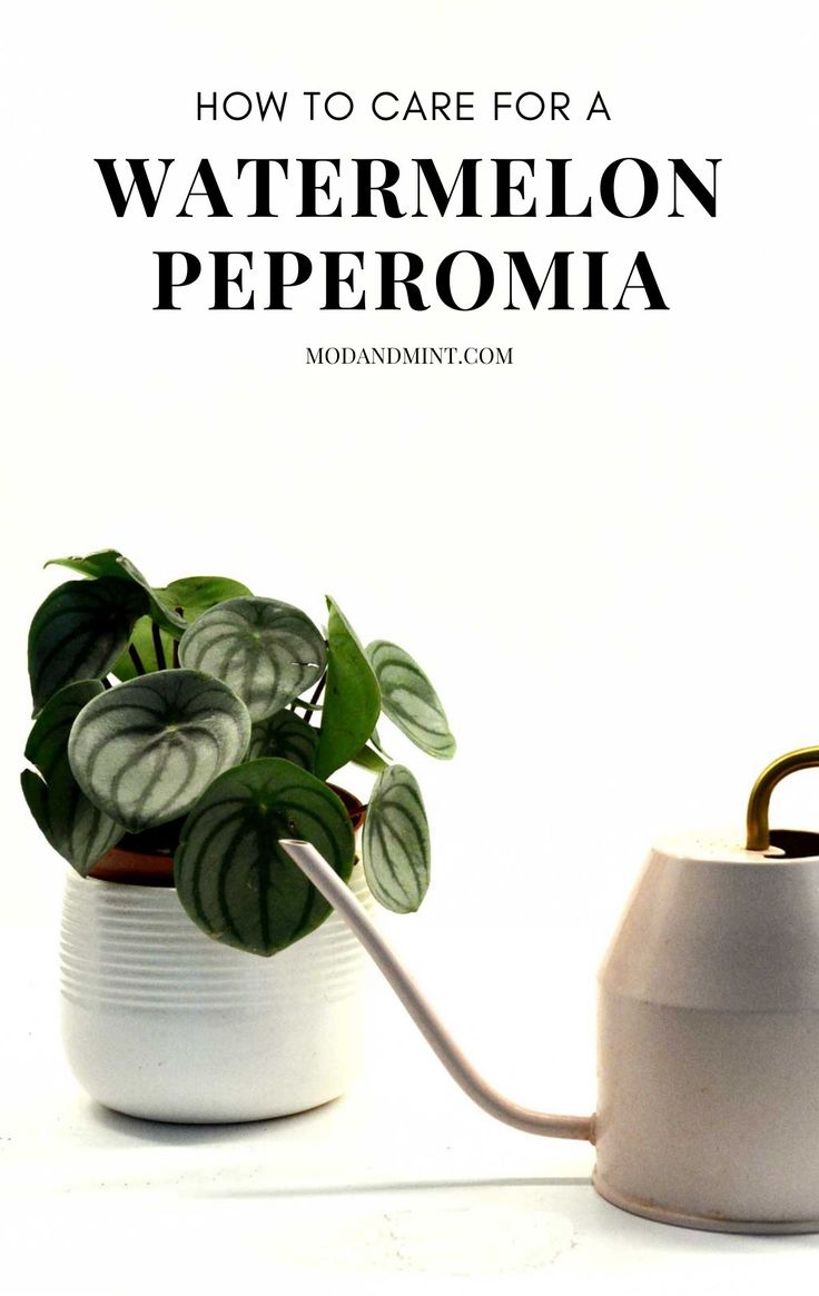 a white watering can with a green plant in it and the words how to care for a watermelon peperoma