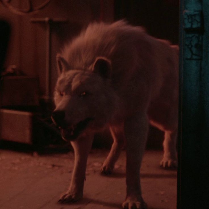 a white wolf standing on top of a wooden floor next to a wall and door