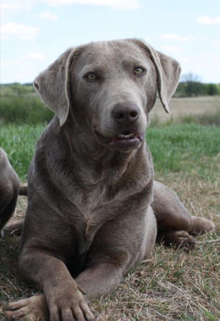 a large gray dog sitting on top of a grass covered field