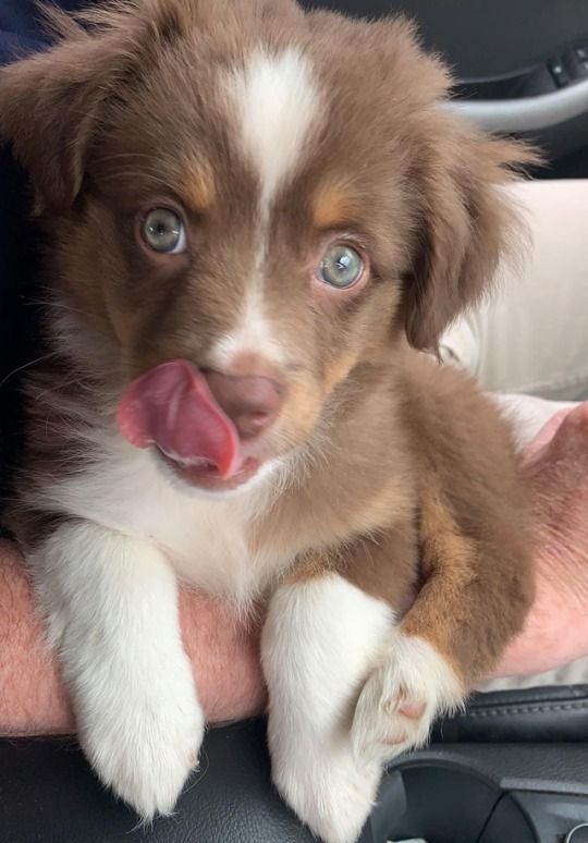 a brown and white puppy sticking its tongue out while sitting on someone's lap