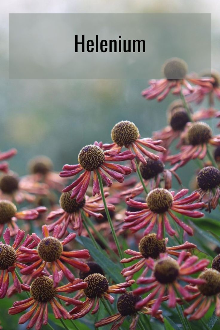 a bunch of pink flowers with the words helenium on it's side