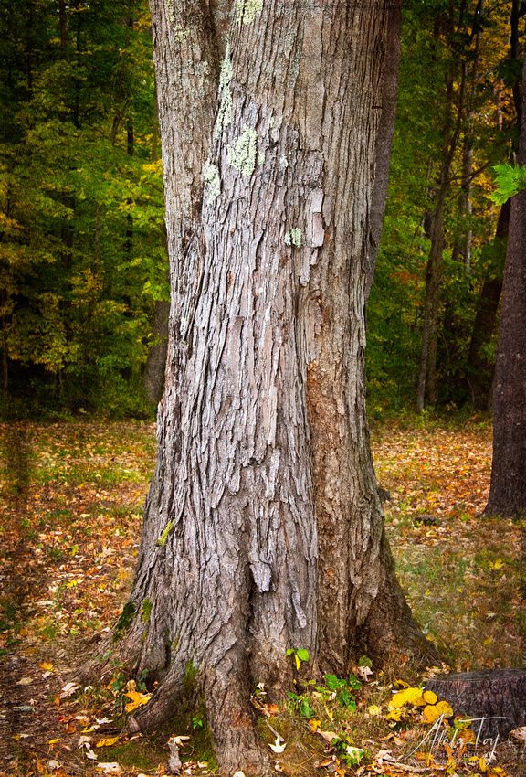 the trunk of a large tree in a forest with leaves on the ground and trees around it