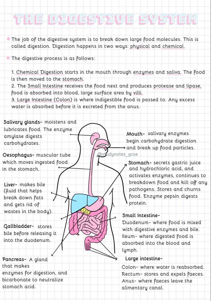 the digest diagram for an organ is shown in this graphic, with information about its functions