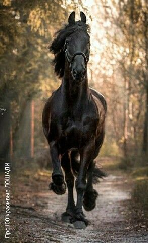 a black horse running down a dirt road