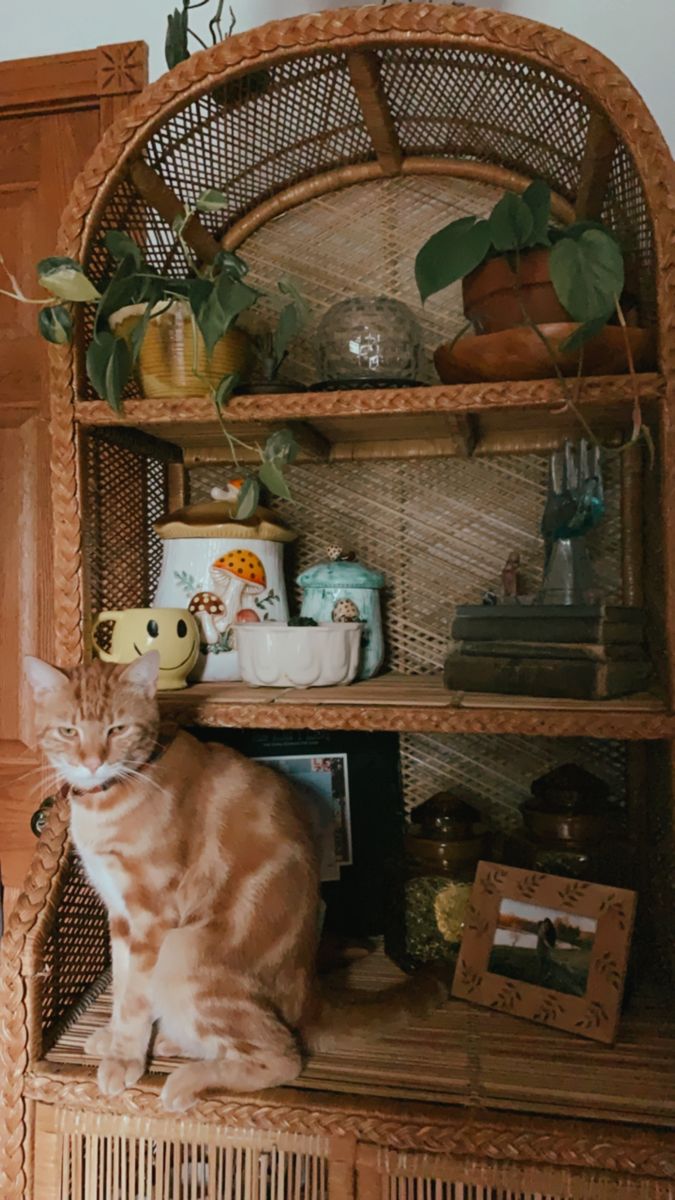 a cat sitting on top of a wicker shelf