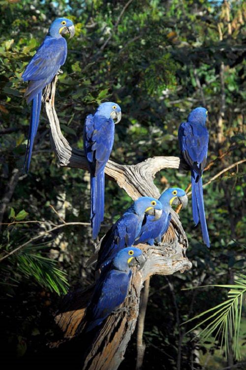 four blue parrots perched on top of a tree branch in the forest with trees behind them