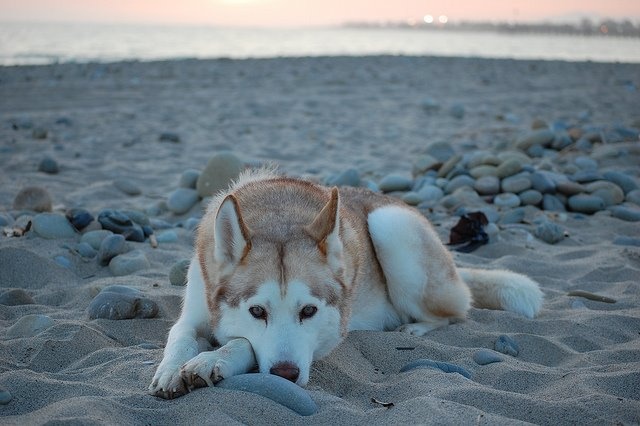 a husky dog laying in the sand at the beach with his head resting on its paws