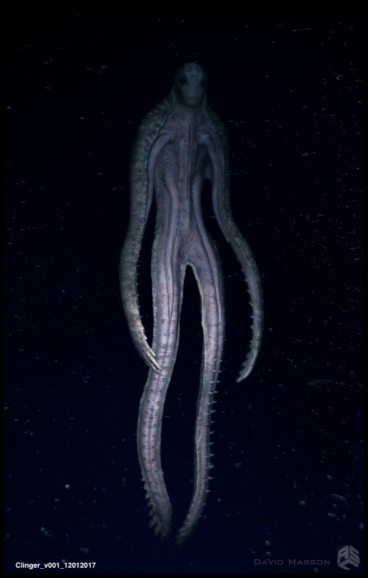 an octopus is floating in the water at night with it's tentacles stretched out