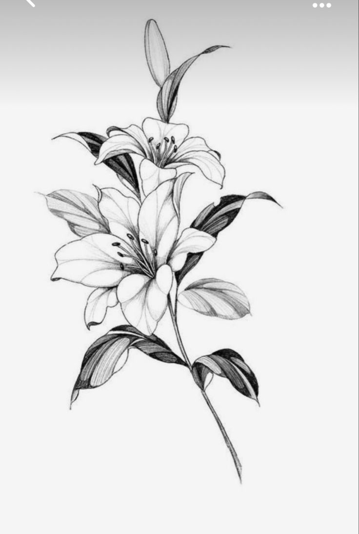 a black and white drawing of flowers