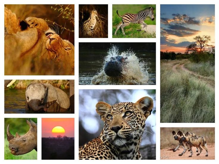 many different pictures of animals in the wild