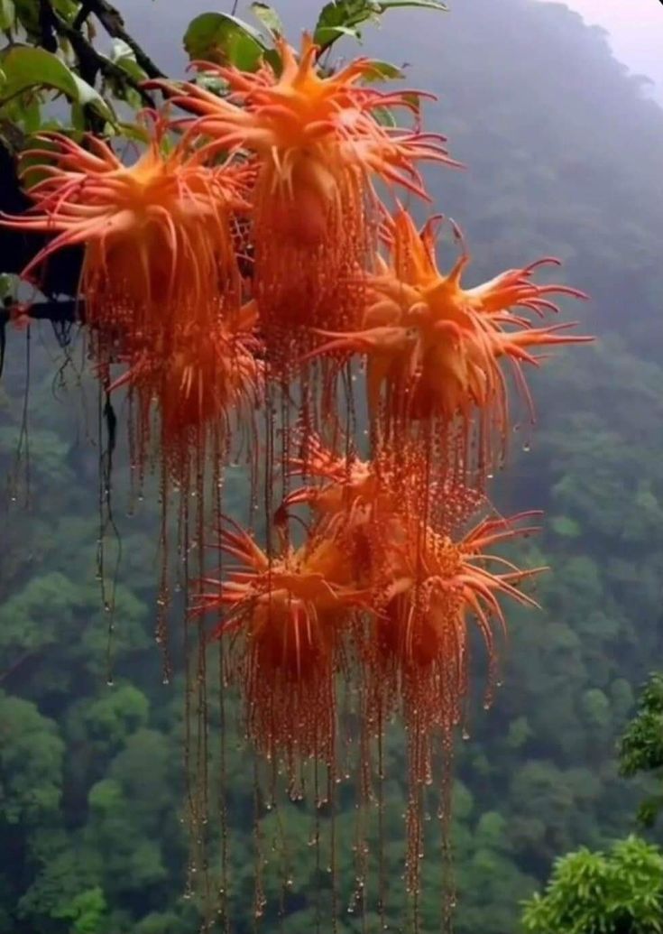 an orange flower hanging from a tree in front of a forest filled with lush green trees