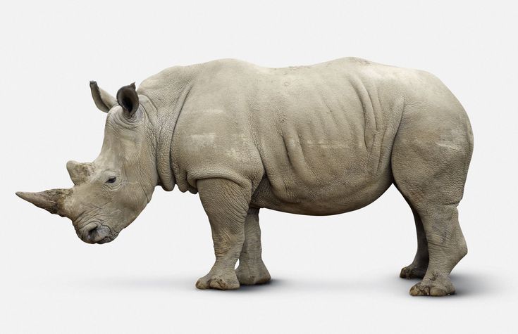 a white rhinoceros standing in front of a white background