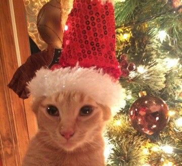 a cat wearing a santa hat sitting in front of a christmas tree