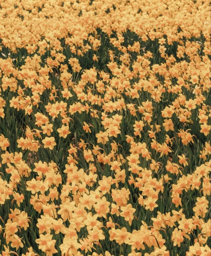 yellow daffodils are blooming in the field