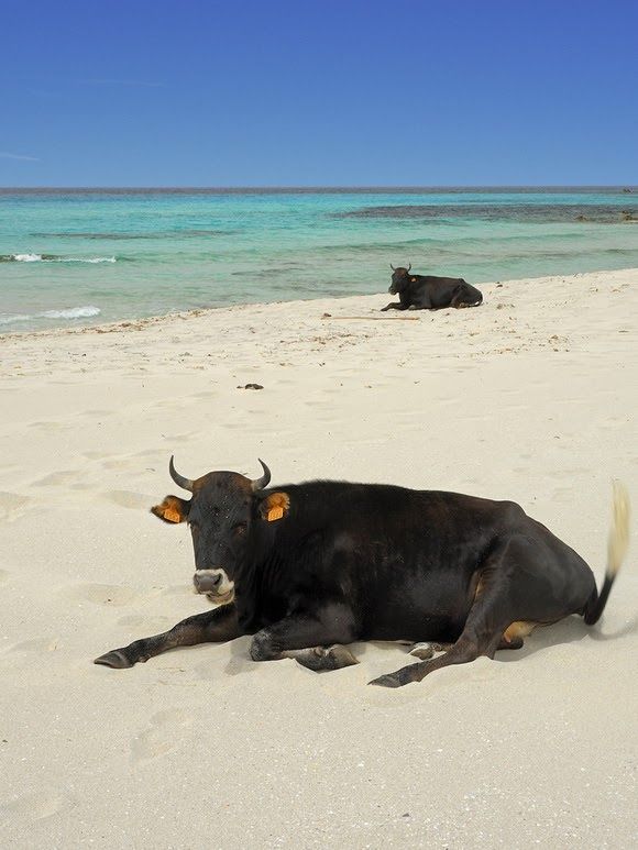 two cows are laying on the beach with clear water in the backgrouds