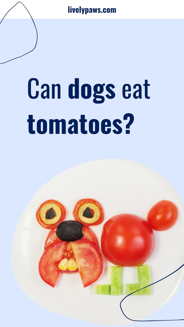 Can dogs eat tomatoes blog post, dog care tips Can Dogs Eat Tomatoes, Dog Raw Diet, Tomato Plant, Healthy Lifestyle Quotes, Raw Diet, Dog Nutrition, Human Food, Can Dogs Eat, Dog Recipes