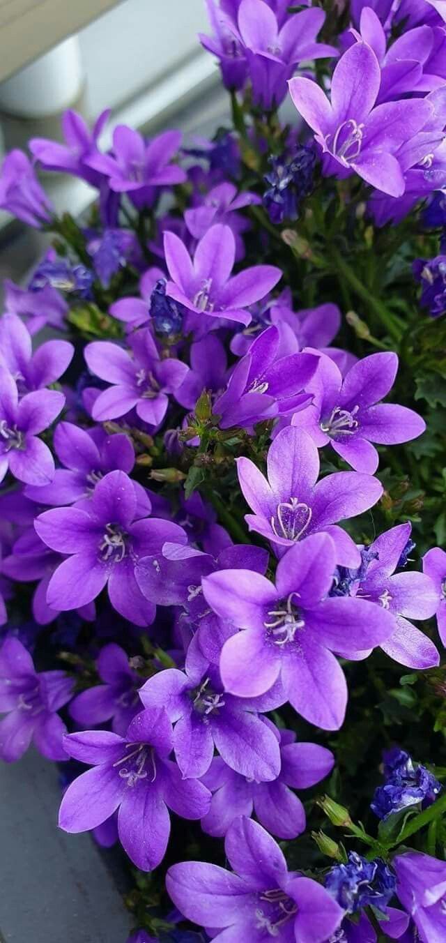 purple flowers are blooming in front of a window