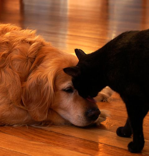 a cat and dog are playing together on the floor