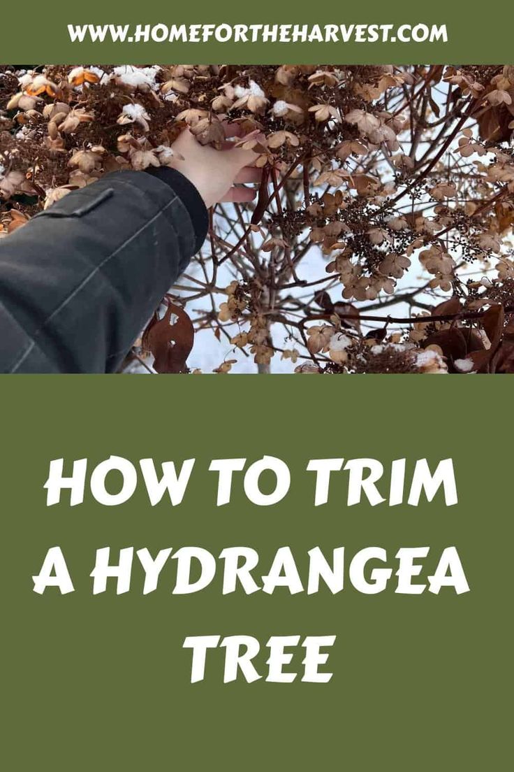 a person reaching up to a tree with the words how to trim a hydrangea tree