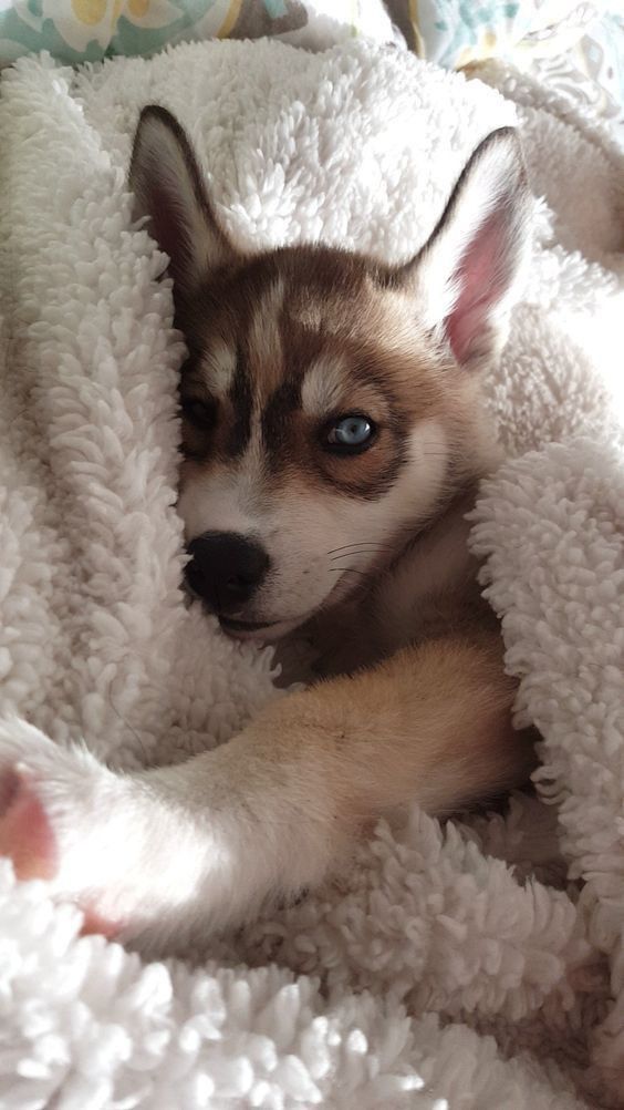 a puppy is laying in a fluffy blanket