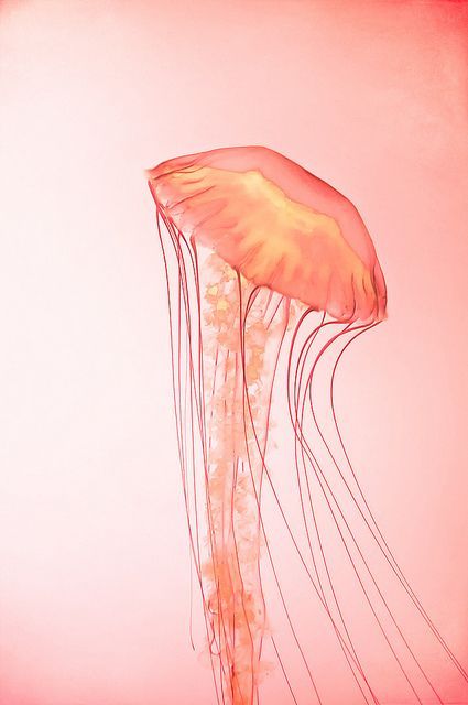 a painting of a jellyfish on a pink background