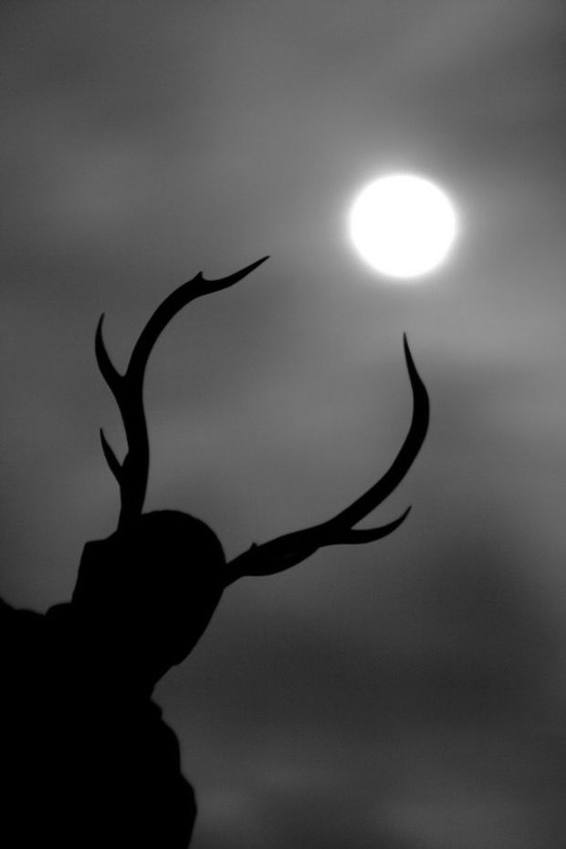 the silhouette of a deer's head against a cloudy sky