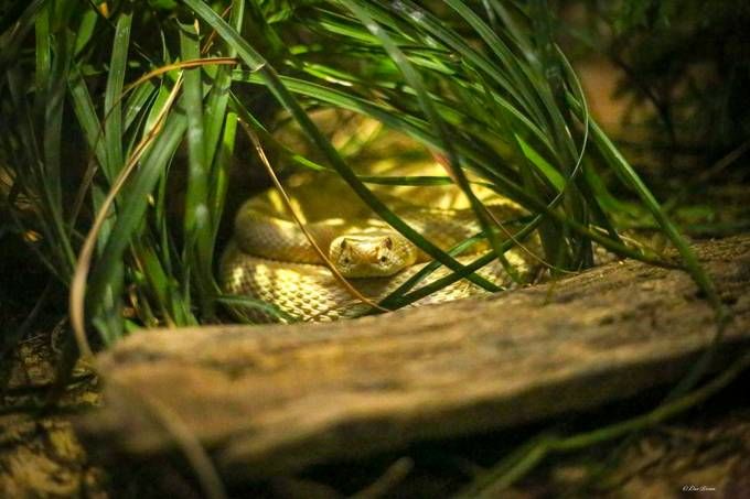 a yellow snake is curled up in the grass and looking out from behind some rocks