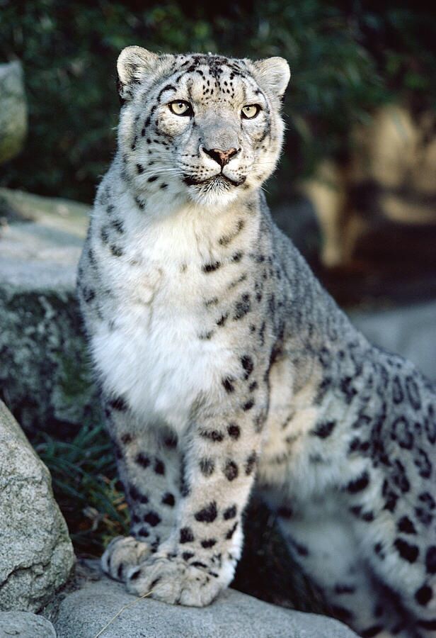 a snow leopard sitting on top of a rock