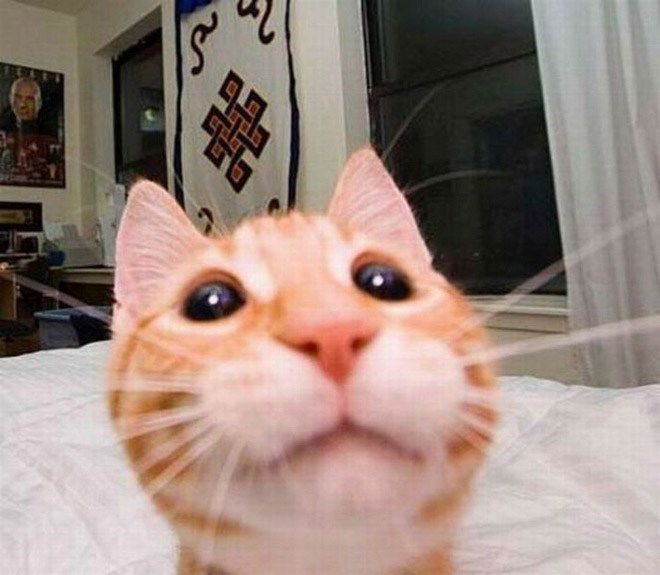 an orange and white cat sitting on top of a bed