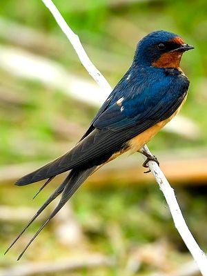 a blue bird sitting on top of a white branch