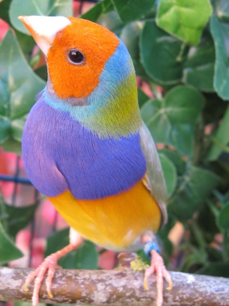 a colorful bird perched on top of a tree branch