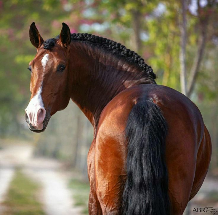 a brown horse standing on top of a dirt road