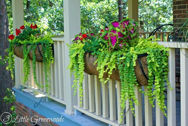 some plants that are hanging from the side of a porch rail with flowers in them