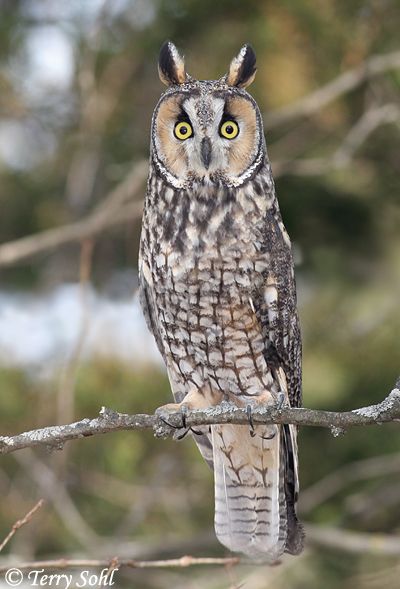 an owl sitting on top of a tree branch