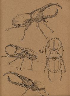 an old book with drawings of insects on it