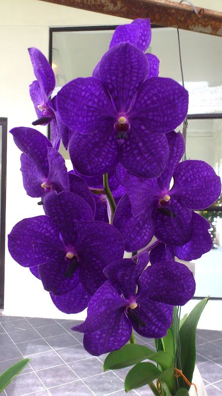 purple flowers are in a vase on the table