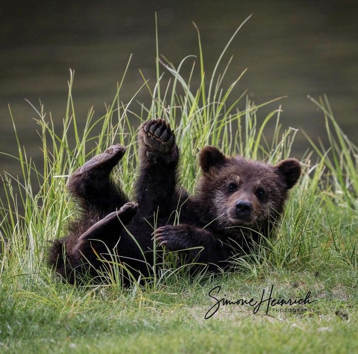 a brown bear laying in the grass with its paws up and pawing it's head