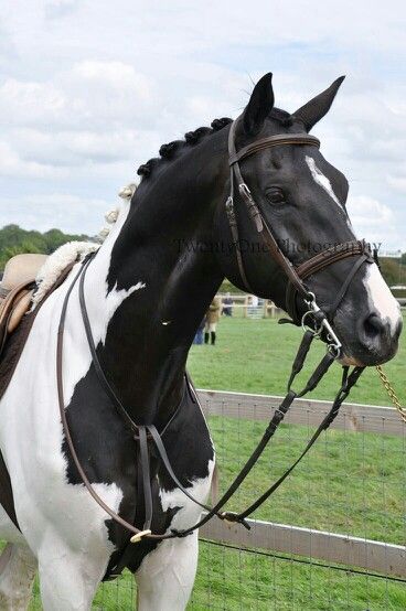 a black and white horse standing next to a fence