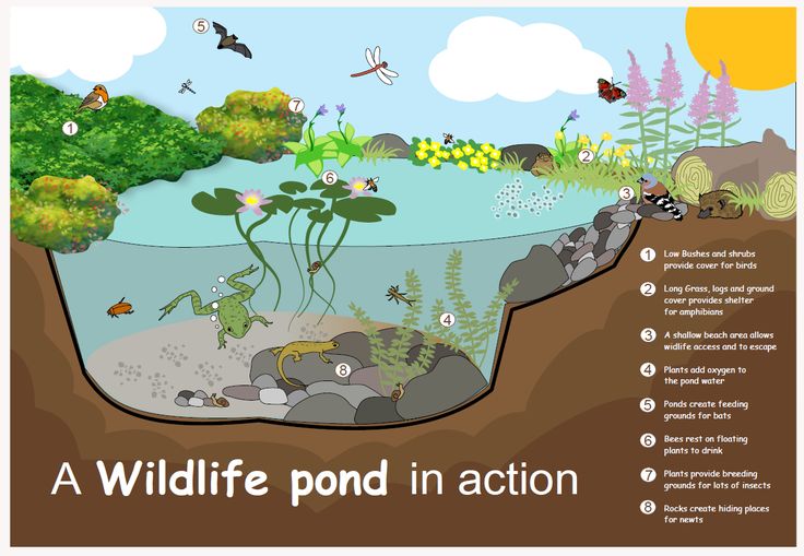 a poster showing the life cycle of a wildlife pond in action with information about its habitat