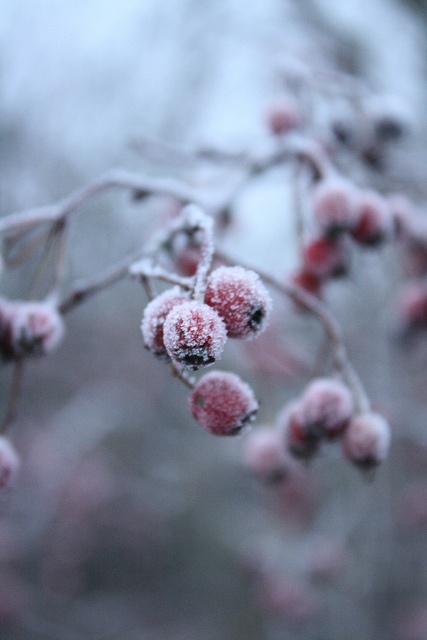 frozen berries on a tree branch in the snow