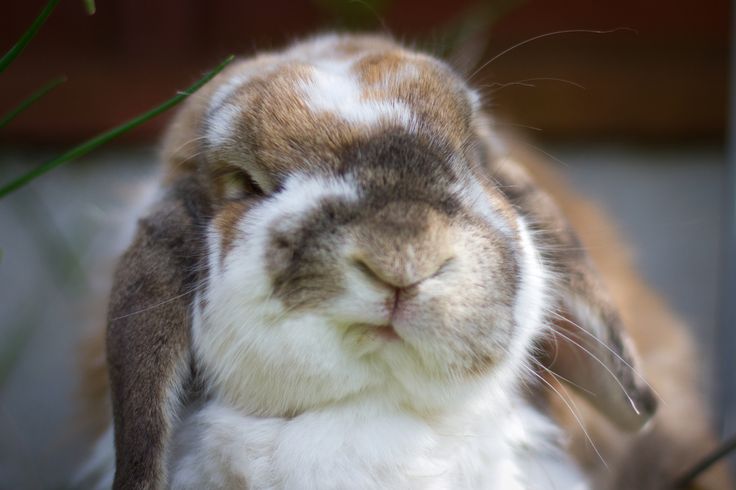 a brown and white rabbit sitting next to a plant